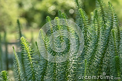 Mare’s-tail Hippuris vulgaris, plants in a pond Stock Photo